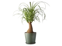 BITZ Übertopf -Geschäft Für Küchenbedarf 11237 env 2 high