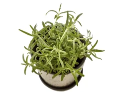 BITZ Übertopf 8 BITZ Übertopf -Geschäft Für Küchenbedarf 14972 2 high scaled