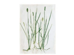 Grass Geschirrtuch 5 Grass Geschirrtuch -Geschäft Für Küchenbedarf 25111 high