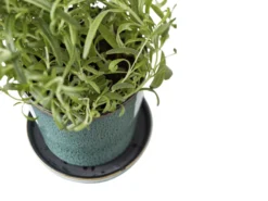 BITZ Übertopf 7 BITZ Übertopf -Geschäft Für Küchenbedarf 872760 detail high scaled